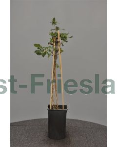 Lonicera per. 'Serotina' 75 cm C2