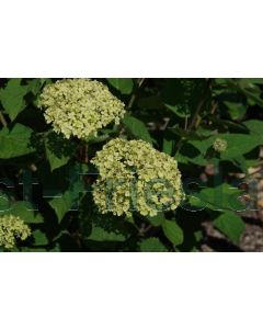 Hydrangea arb. 'Lime Rickey' 80-100 cm C20