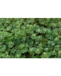 Alchemilla erythropoda P9 / 24 per kist