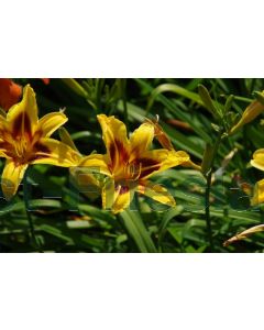 Hemerocallis 'Bonanza' P9 / 24 per kist