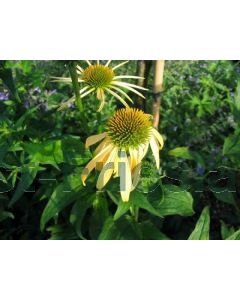 Echinacea purp. 'Harvest Moon' P9 / 24 per kist