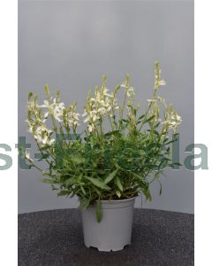 Gaura lind. 'White' C2