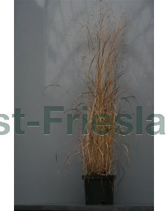 Panicum virg. 'Warrior' C2