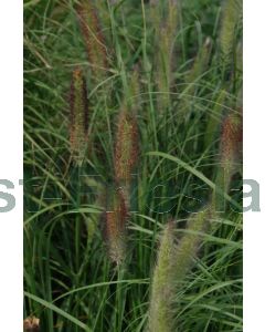 Pennisetum al. 'Cassian' P9 / 24 per kist