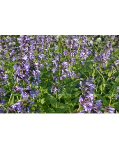 Nepeta sibirica P9 / 24 per kist