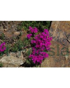 Phlox (S) 'Scarlet Flame' P9 / 24 per kist