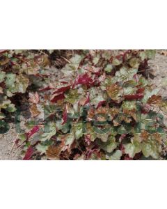 Heuchera 'Rachel' P9 / 24 per kist