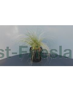 Stipa tenuissima 'Pony Tails' C2