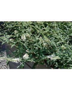 Buddleja dav. 'White Chip' C3