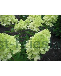 Hydrangea pan. 'Grandiflora' C3