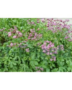 Astrantia maj. 'Rubra' C2