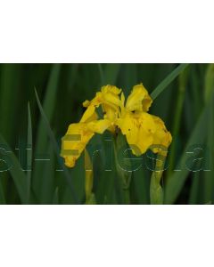 Iris pseudacorus C2