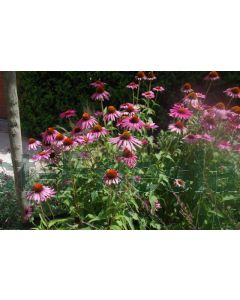 Echinacea purp. 'Rubinstern' P9 / 24 per kist