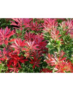 Pieris jap. 'Carnaval' 60-80 cm C18