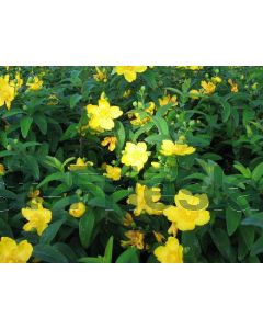 Hypericum 'Hidcote' 40-50 cm C10