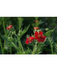 Geum chil. 'Mrs Bradshaw' P9 / 24 per kist