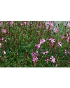 Gaura lind. 'Siskyou Pink' P9 / 24 per kist