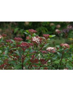 Viburnum tinus 'Gwenllian' 30-40 cm C5