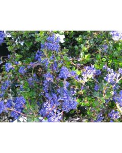 Ceanothus 'Blue Sapphire'® C2