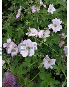 Geranium 'Dreamland' P9 / 24 per kist