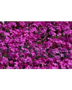 Phlox (S) 'MacDaniel's Cushion' P9 / 24 per kist