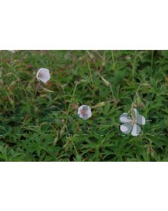 Geranium clarkei 'Kashmir White' P9 / 24 per kist