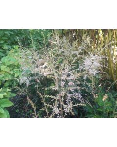 Astilbe (S) 'Sprite' P9 / 24 per kist