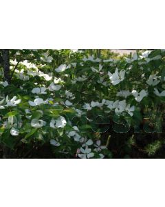 Cornus kousa 'Venus' 250-275 cm C110 Meerstam