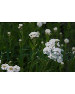 Achillea ptarm. 'The Pearl' P9 / 24 per kist