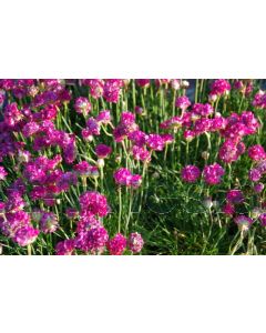 Armeria mar. 'Splendens' C2