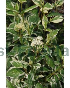 Cornus alba 'Sibirica Variegata' 40-50 cm C3