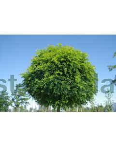 Robinia ps. 'Umbraculifera' 14/16 C50 220 cm stam