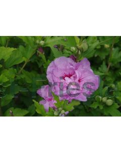 Hibiscus syr. Lavender Chiffon 6/8 halfstam C18