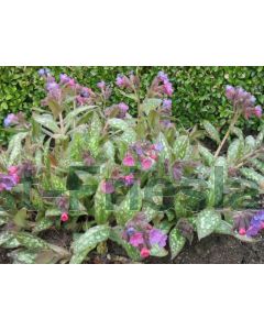 Pulmonaria s. 'Mrs Moon' P9 / 24 per kist