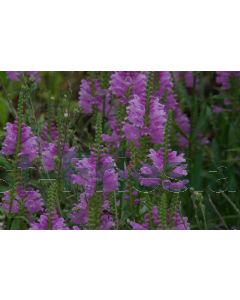 Physostegia virg. 'Bouquet Rose' P9 / 24 per kist