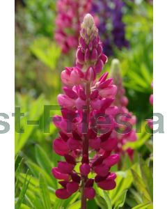 Lupinus 'Gallery Red' P9 / 24 per kist