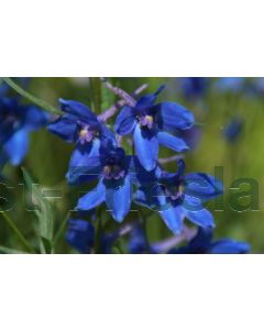 Delphinium (B) 'Völkerfrieden' P9 / 24 per kist