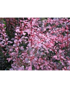 Berberis thunb. 'Rose Glow' 30-40 cm C3