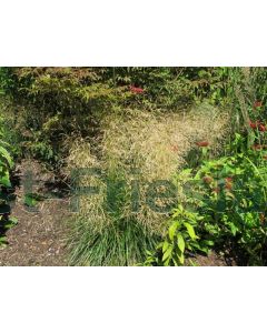 Deschampsia cespitosa P9 / 24 per kist