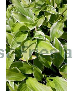 Hosta 'Undulata Albomarginata' P9 / 24 per kist