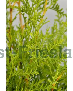 Thuja occ. 'Brabant' 175-200 cm C20