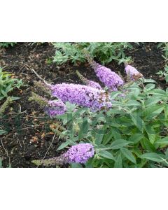 Buddleja dav. 'Lilac Chip' C3