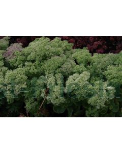 Sedum spectabile 'Iceberg' P9 / 24 per kist