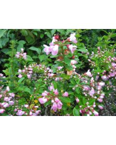 Escallonia 'Apple Blossom' 40-50 cm C10