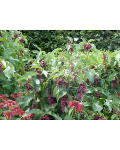 Leycesteria form. 'Purple Rain' C2