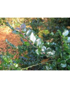 Ilex meserveae 'Blue Prince' kluit b100 cm x h180 cm haagelement