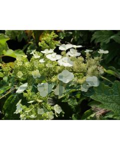 Hydrangea querc. 'Snow Queen' 60-80 cm C9