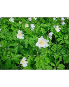 Anemone nemorosa P9 / 24 per kist