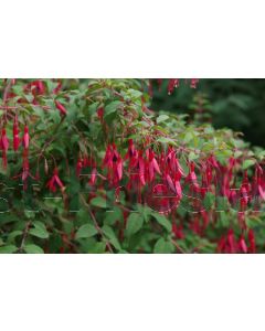 Fuchsia 'Riccartonii' P9 / 24 per kist