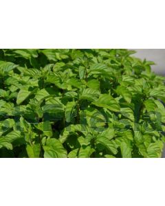 Mentha piperita P9 / 24 per kist